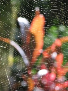 Spider web in foreground; out-of-focus flowers in background