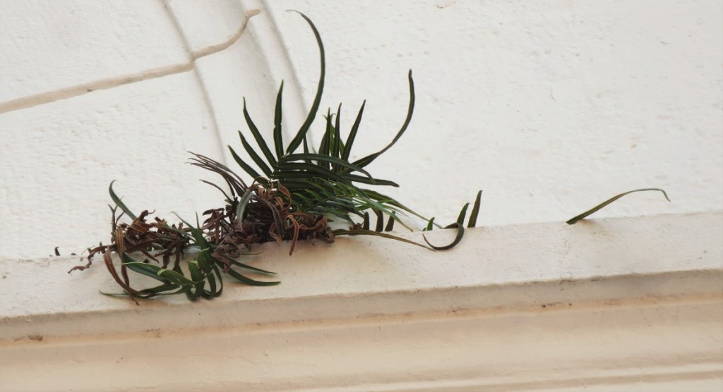 Green fern on cream wall.