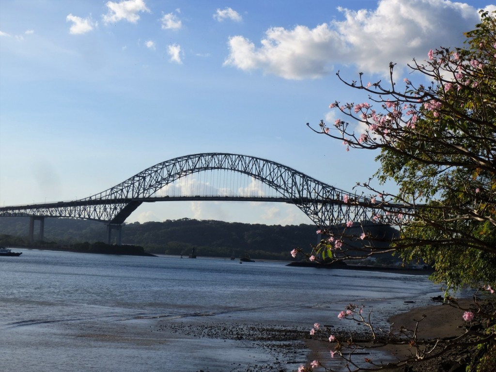 Bridge over Panama Canal in background; flowering tree in foreground.