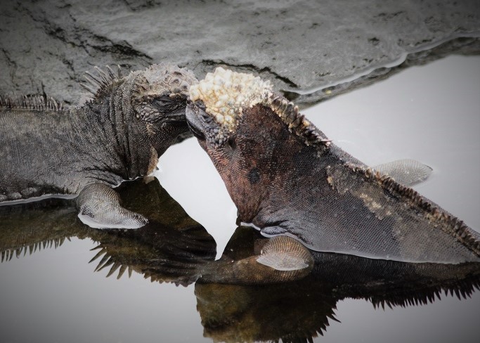 Two marine iguanas rubbing noses.