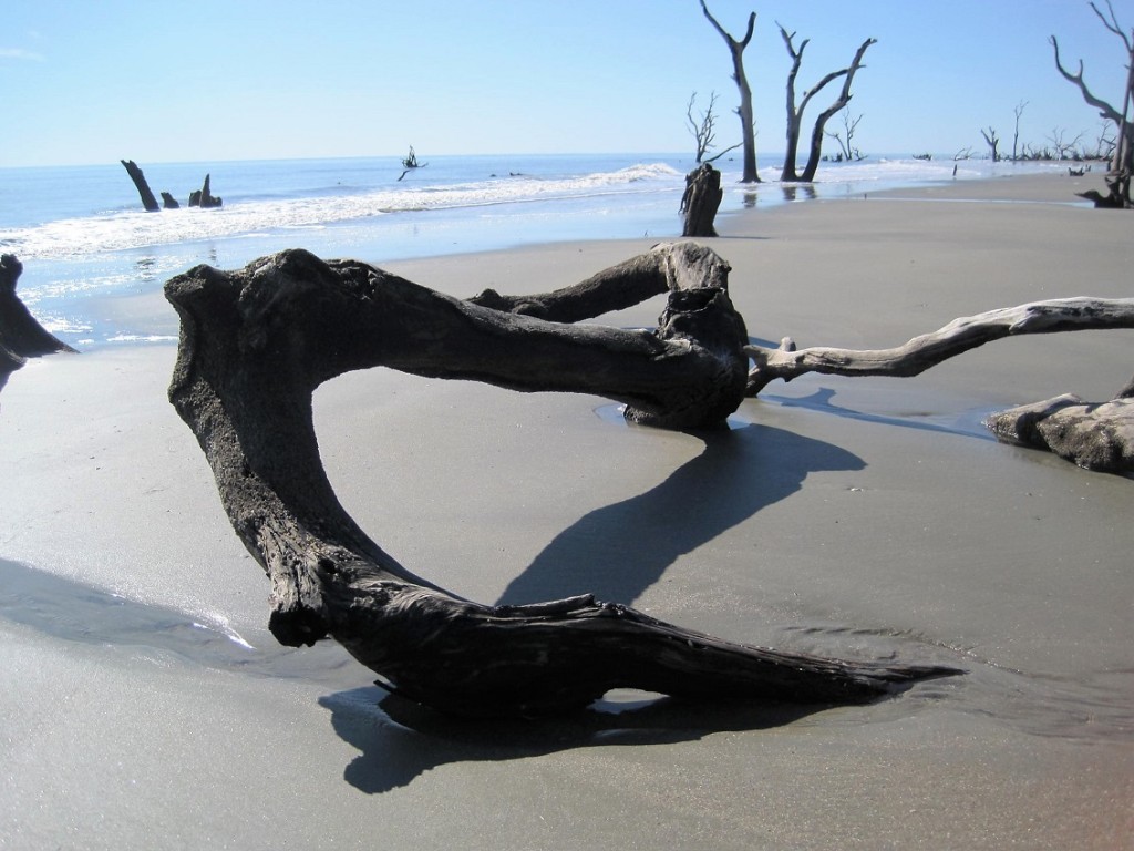 Driftwood on sandy beach.