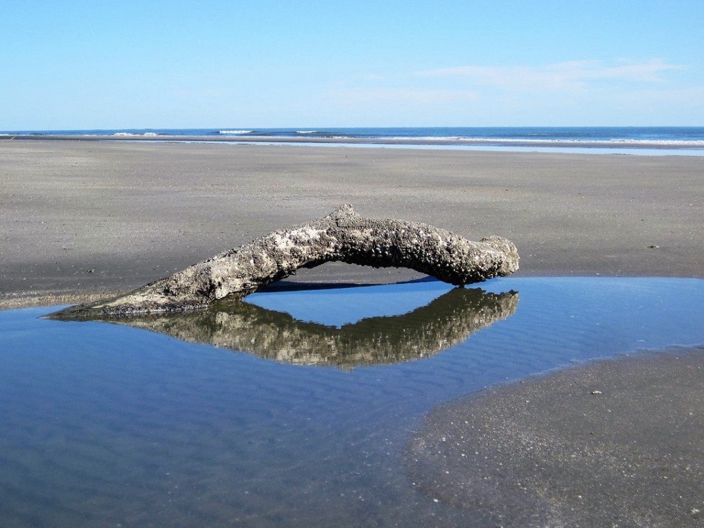 Driftwood on sandy beach with reflection