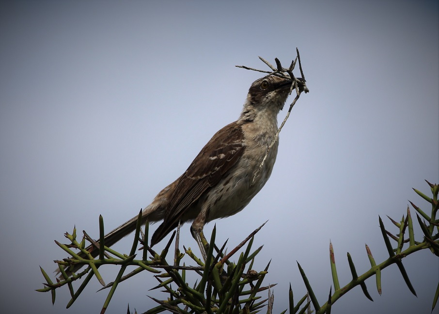 Galapagos mockingbird