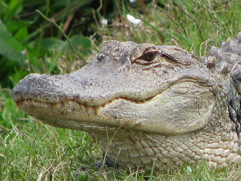 Moderate close-up of alligator