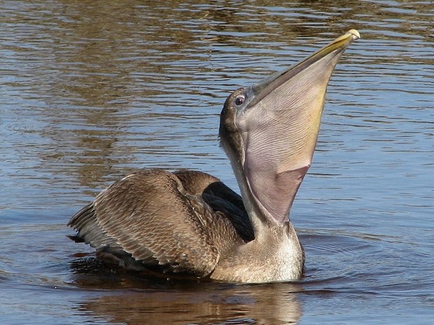 Brown pelican