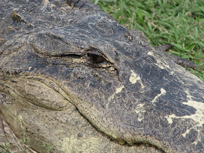 Close-up of alligator.