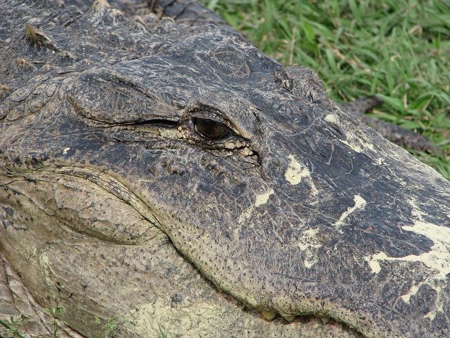 Close-up of alligator.
