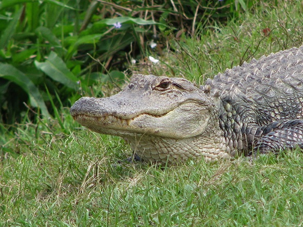 Side-on view of alligator