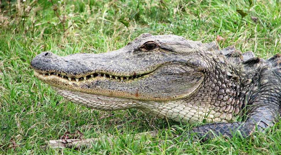 Side view of alligator.