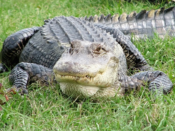 Face-on view of alligator.