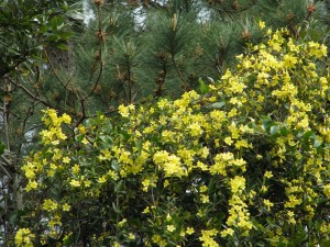 Full-frame view of yellow bush.