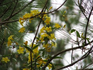 Yellow flowering vine in close-up with pine trees.