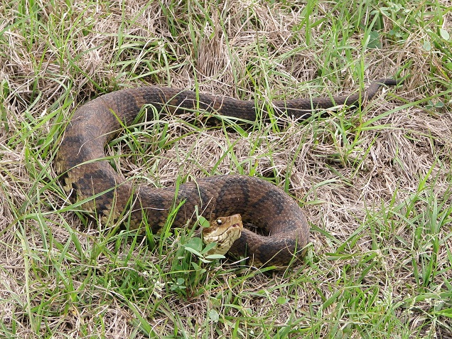 Brown and black cottonmouth snake coiled in grass.
