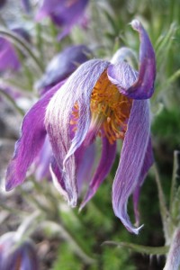 Close-up of wizened purple crocus.