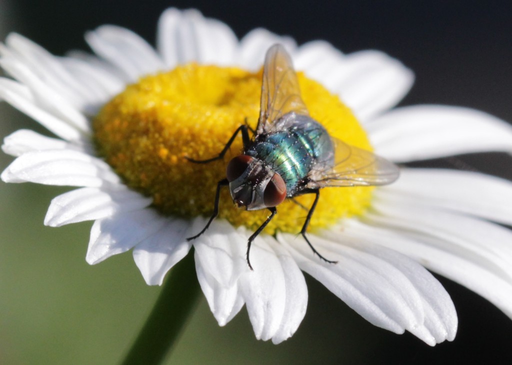 Face-on macro shot of fly on daisy