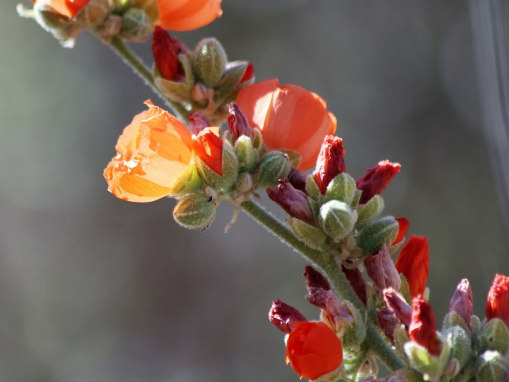 Close-up of orange globemallow flowers.