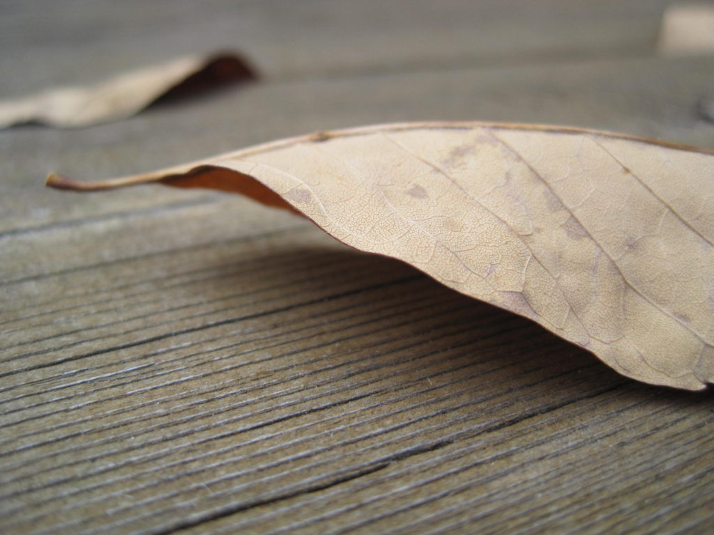 Dried leaf on picnic table.