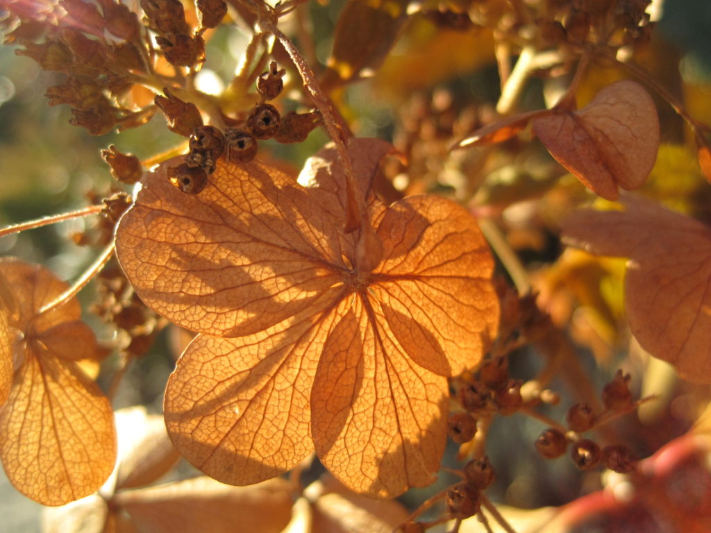 Afternoon sun through dried leaves.