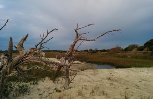 Marshy area near beach in ealry morning light.