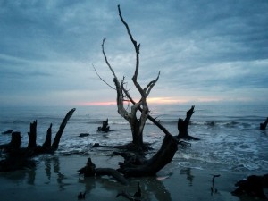 Driftwood in surf; dark blue sunrise sky behind.