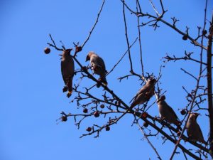 Initial shot of Bohemian waxwings overhead in tree