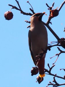 Close-up of Bohemnian waxwing eating a dried crabapple