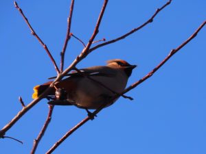 Bohemian waxwing fron underneath; blue sky in background