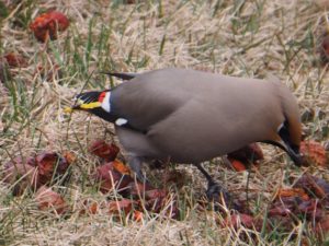 Bohemian waxwing feeding on lawn