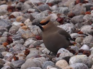 Bohemian waxwing feeding on rocky ground.