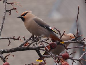 Close-up of two Bohemian waxwings