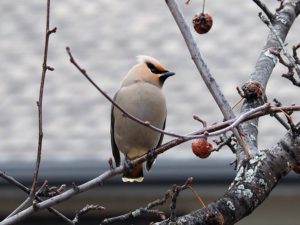 Single Bohemian waxwing; blurred background.