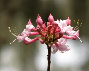 Close-up of spring flower