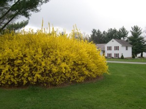 Bright yellow forsythia in full bloom.