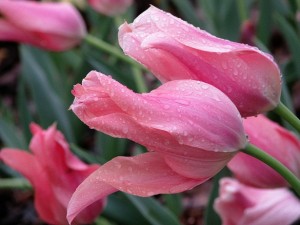 Close-up of pink tulips, wet from the rain