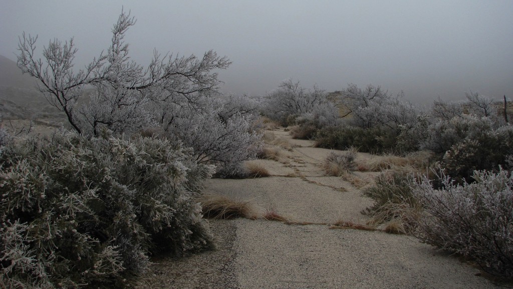 Desert vegetation covered in ice