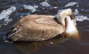 Brown pelican feeding, with neck pouch extended.