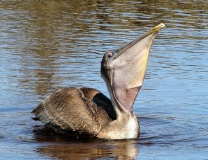 Brown pelican, extending neck pouch.