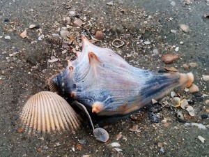 Blue knobbed whelk embedded in sand