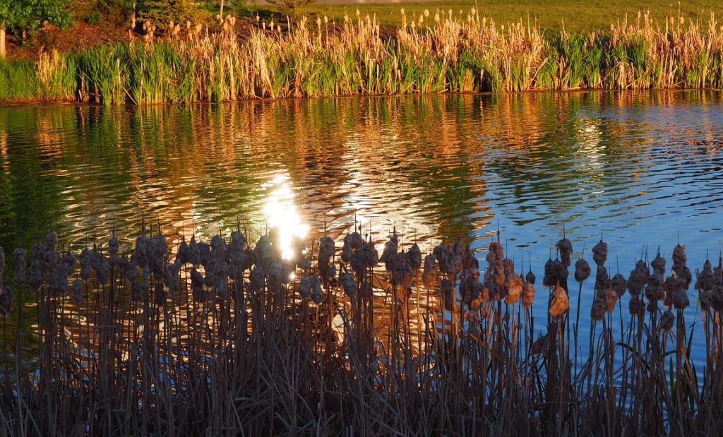 Pond withlate afternoon light; cattails in foreground and background.