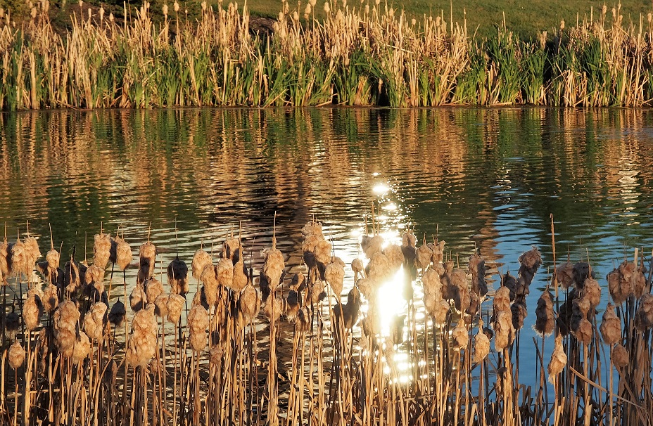 Prairie pond in late-afternoon light; cattails in foreground and background.