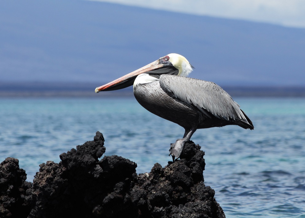 Pelican perched on lava outcropping in harbour.