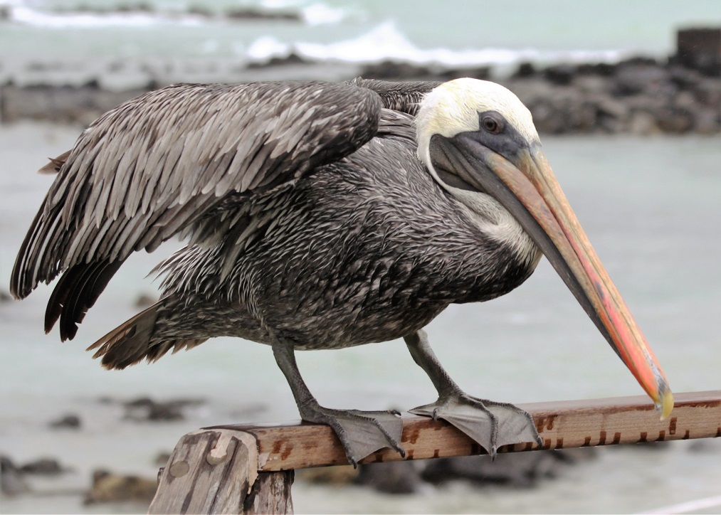 Pelican perched on a deck rail.