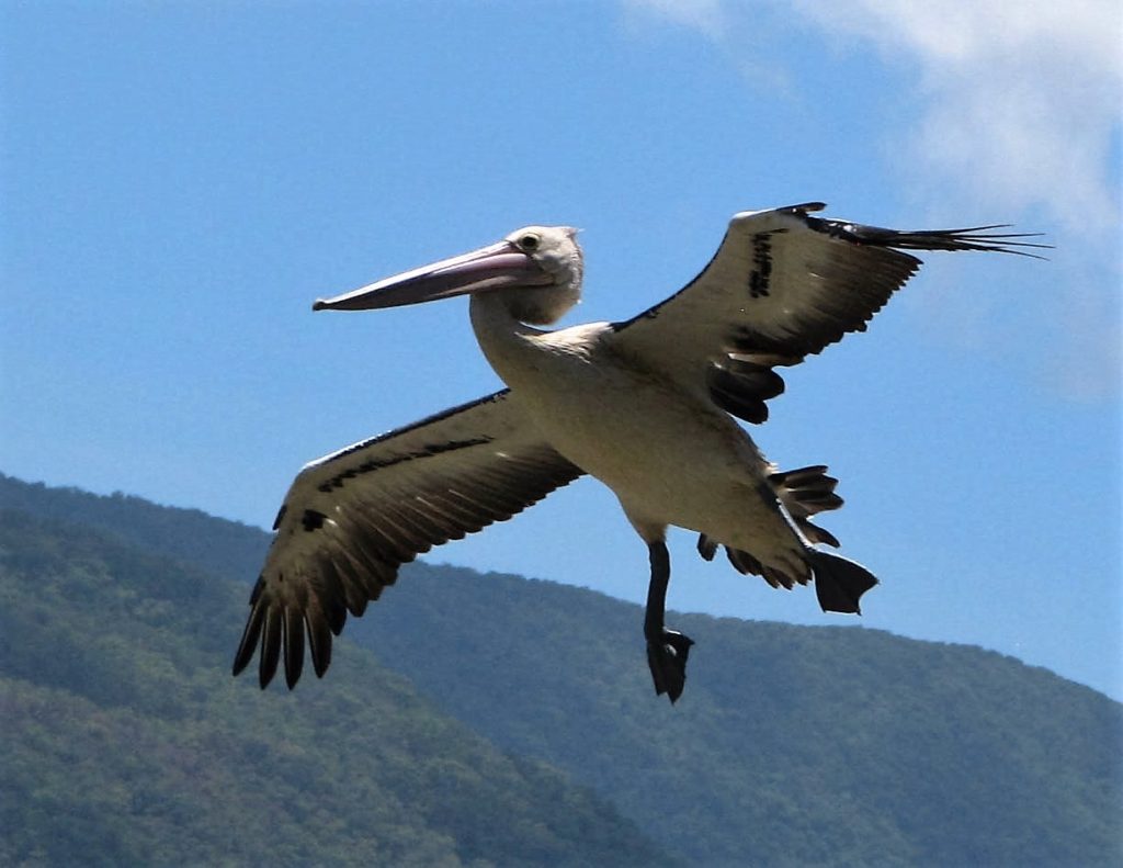 Pelican in final approach to a water landing; wings and feet spread wide.
