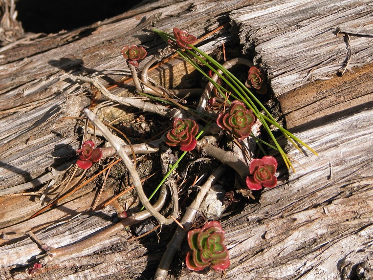 Close-up of succulent plant growing on a log