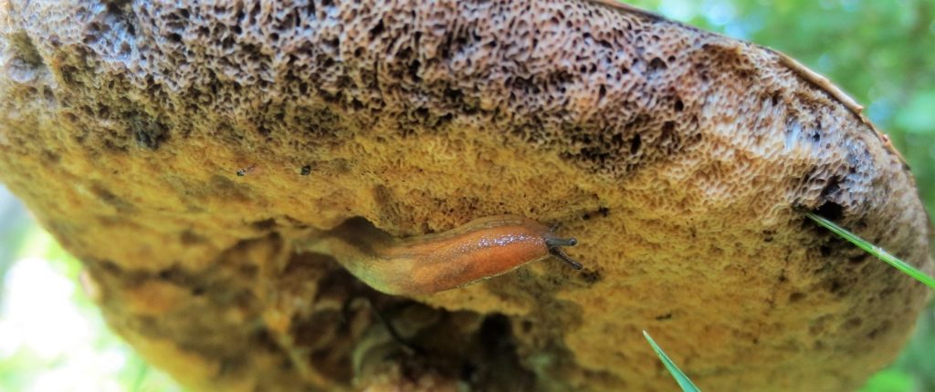 Slug on underside of mushroom