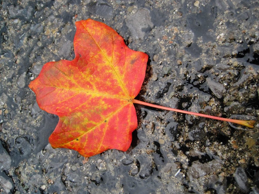 Maple leaf in fall colours on wet sidewalk.