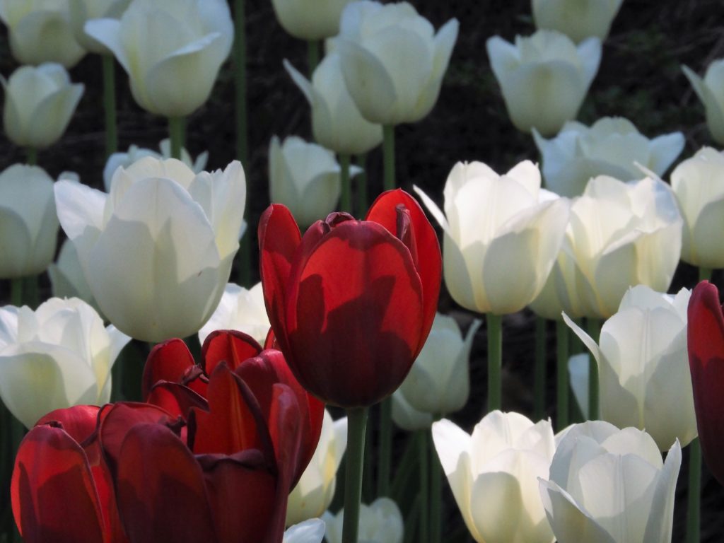 Blossom-level view of red and white tulips