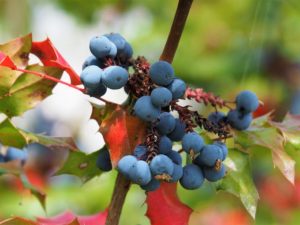 Blue berries in background; blurred background