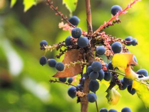 Blue berries in close-up; blurred background.