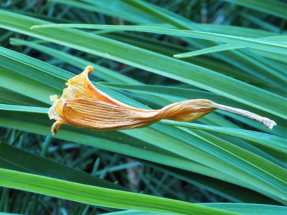 Dried day lily blossom apparently floating in mid-air.